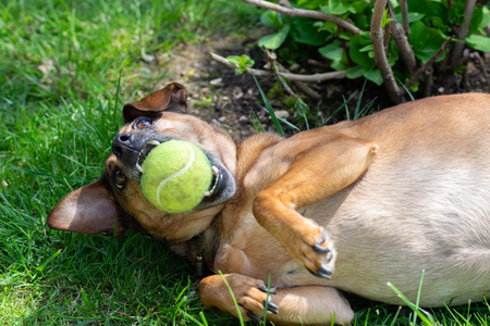 dog playing with a ballの写真素材