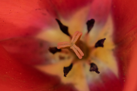 tulips my gardenの写真素材