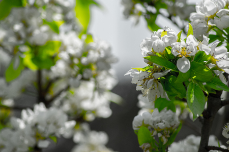 peach flowers in my gardenの写真素材