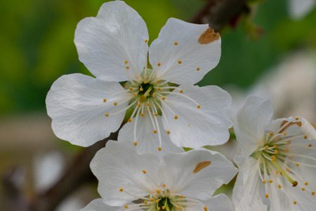 peach flowers in my gardenの写真素材