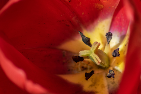 tulips my gardenの写真素材