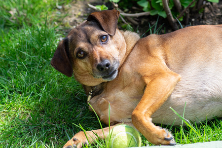 dog playing with a ballの写真素材