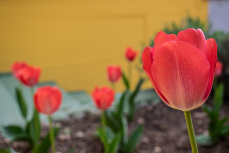 tulips my gardenの写真素材