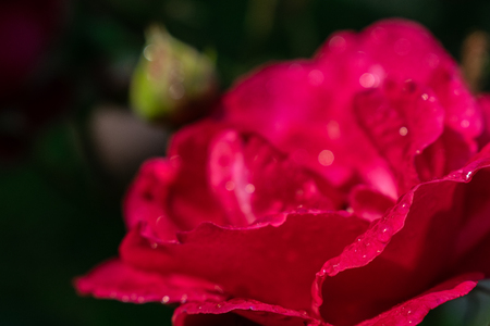 rose flower in gardenの写真素材
