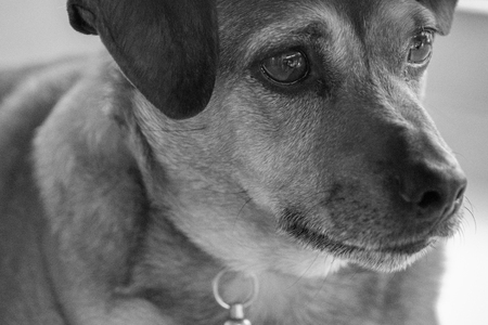 my dog portraitの写真素材