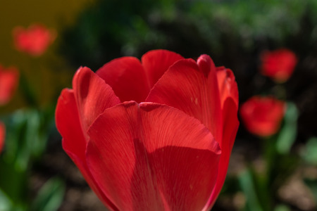 tulips my gardenの写真素材