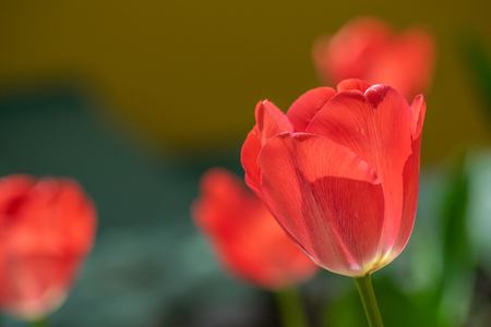 tulips my gardenの写真素材
