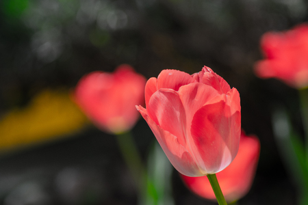tulips my gardenの写真素材
