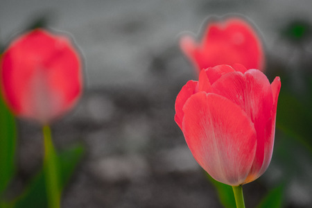 tulips my gardenの写真素材