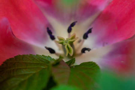 tulips my gardenの写真素材