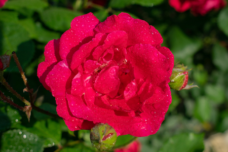 rose flower in gardenの写真素材