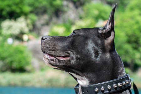 amstaff on the lakeの写真素材