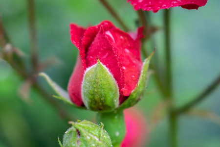 rose flower in gardenの写真素材