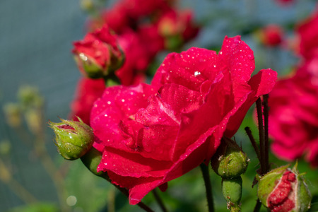rose flower in gardenの写真素材