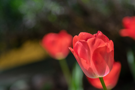 tulips my gardenの写真素材