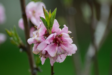 peach tree in my gardenの写真素材