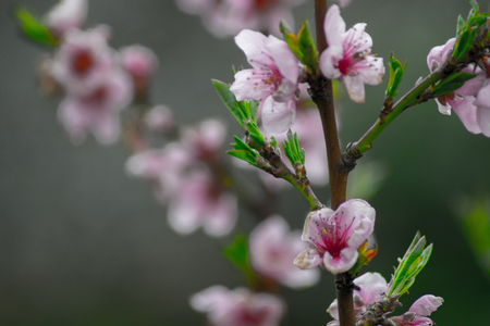 peach tree in my gardenの写真素材