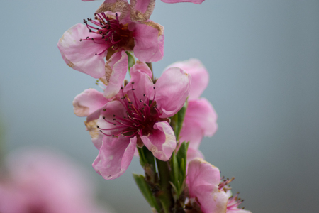 peach tree in my gardenの写真素材
