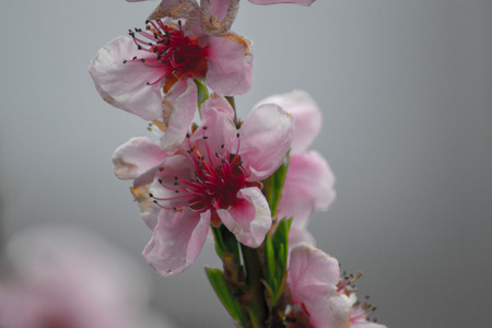 peach tree in my gardenの写真素材
