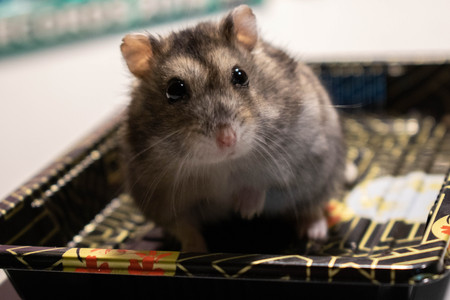 my hamster watching meの写真素材