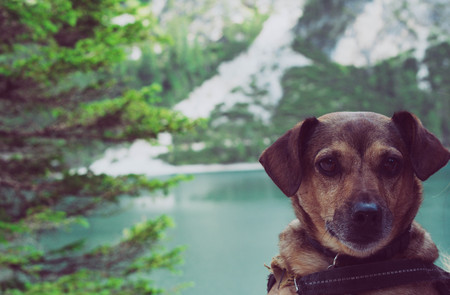 dog watching me near lake braiesの写真素材