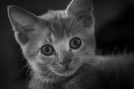 Little kitten portraitの写真素材