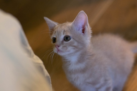 Little kitten portraitの写真素材