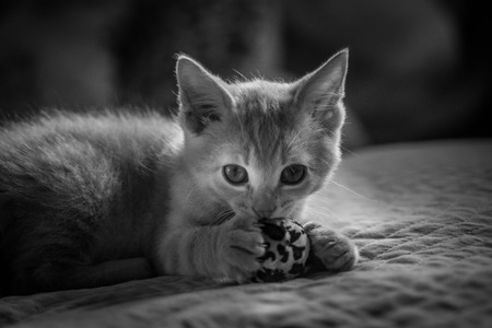 Little kitten portraitの写真素材