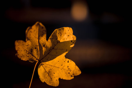 remembering autumn leaves and orange colours