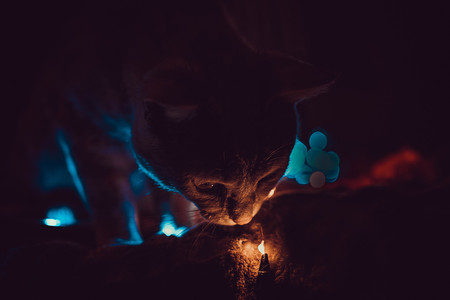 cat playing with lights and rosesの写真素材