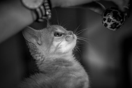 my little kitten portraitの写真素材