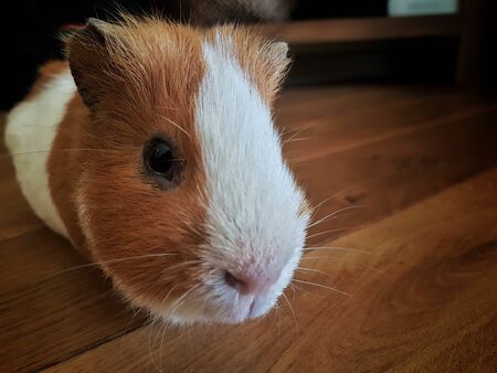 a lovely guinea pig faceの写真素材