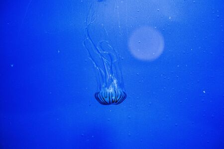 jelly fish in acquariumの写真素材