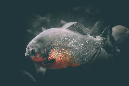 a hungry piranha in aquariumの写真素材