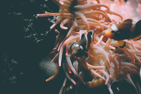 jelly fish in the aquariumの写真素材
