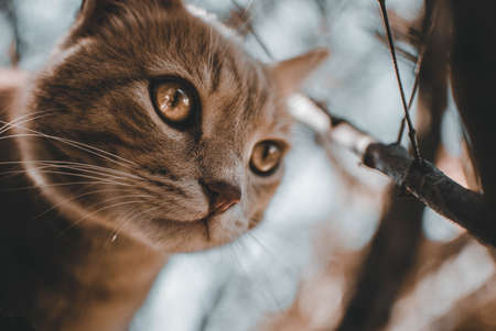 a beautifull cat portraitの写真素材