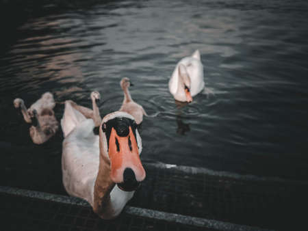 swan with children on iseo lakeの写真素材