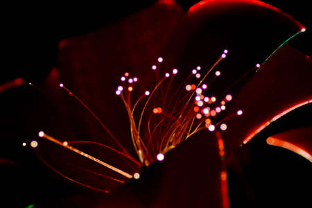 led roses during christmas timeの写真素材