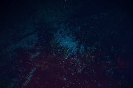 a tree in space