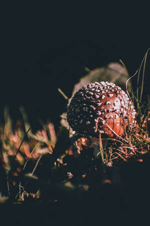 view on a great mushroom in a forestの写真素材