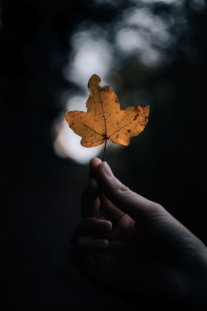 view on an orange leave and autumn backgroundの写真素材
