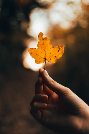 view on an orange leaf in autumnの写真素材