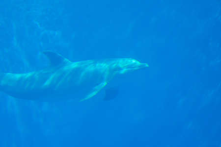 dolphin in the deepの写真素材