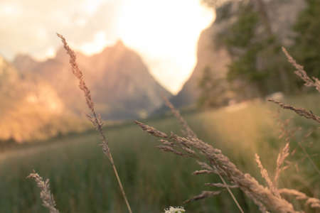 beautifull field in mountainの写真素材