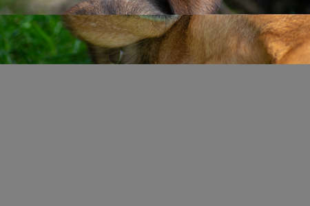 dog playing with a ballの写真素材