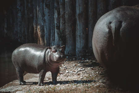a fantastic view on a hippo and his childの写真素材