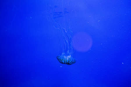 a fantastic portrait of a jellyfish in acquariumの写真素材