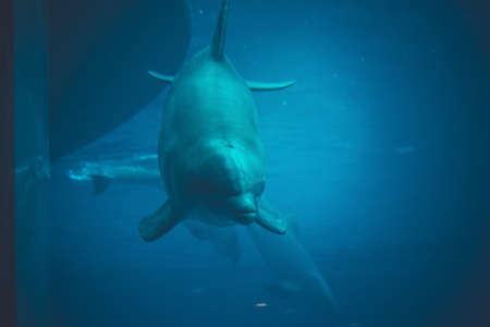 dolphin swimming in a poolの写真素材