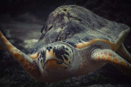 a photo of a turtle watching on meの写真素材