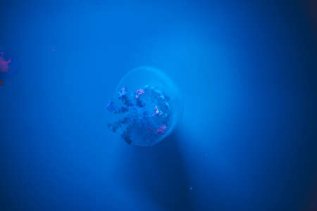 a fantastic portrait of a jellyfish in acquariumの写真素材